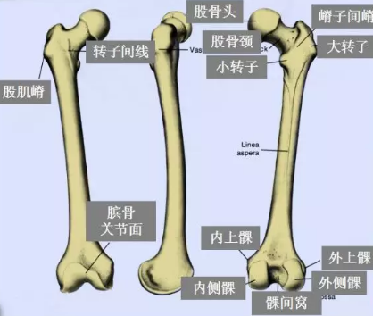 图片[1]-【每日一骨】髋关节之股骨