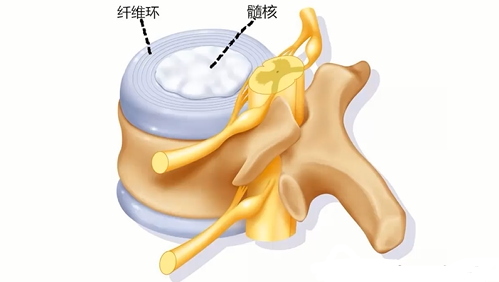 图片[2]-【每日一骨】腰椎的常见问题与复位方法